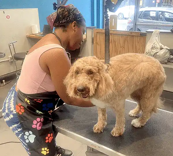 best pet groomers near me