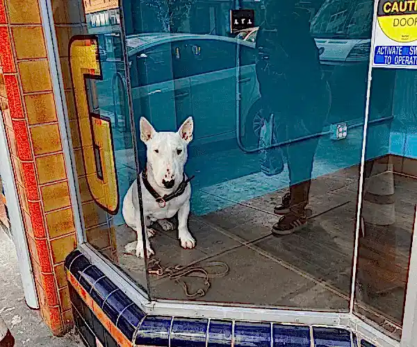 affordable pet grooming near me