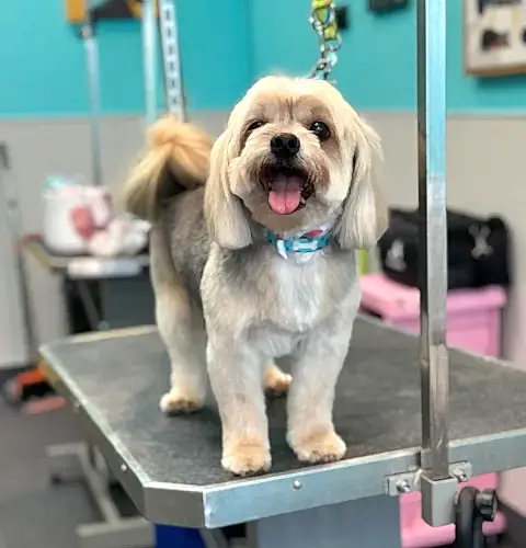 dog grooming oakland