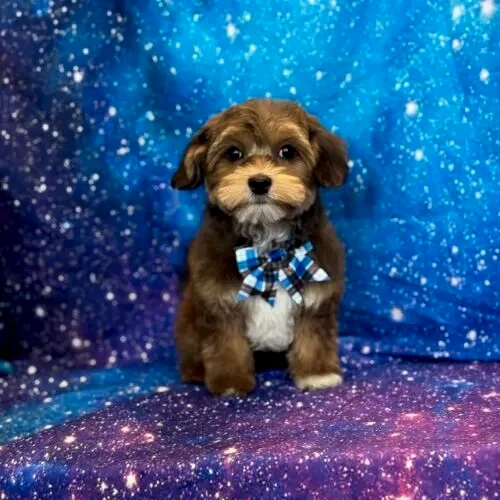 dog grooming oakland