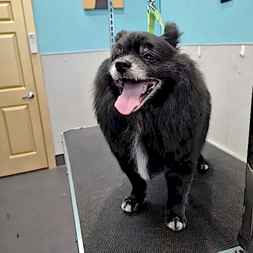 dog grooming oakland