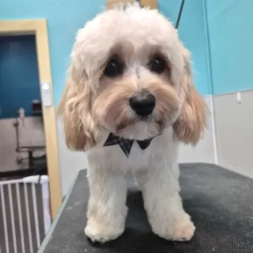 dog grooming oakland
