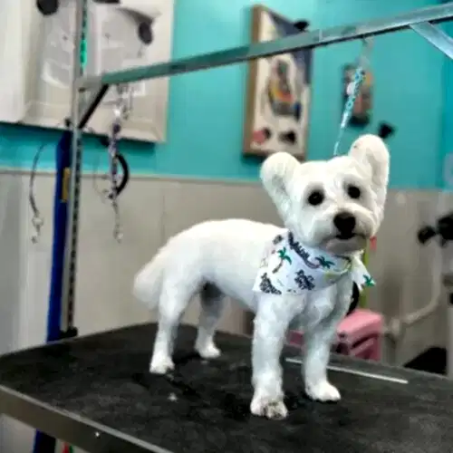 dog grooming oakland